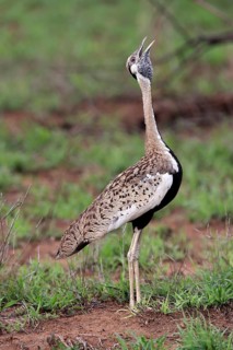 Red-crested Bustard, (Lophotis ruficrista), adult, calling, Kruger National Park, Kruger National