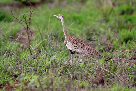 Red-crested Bustard, (Lophotis ruficrista), adult, foraging, vigilant, Kruger National Park, Kruger