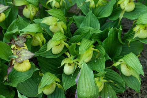 Beautiful orchid flowers of yellow color with green leaves in the garden. Lady's-slipper hybrids.