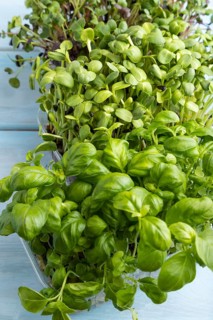 Set of boxes with microgreen sprouts of sunflower, basil, radish on blue wooden background. Side