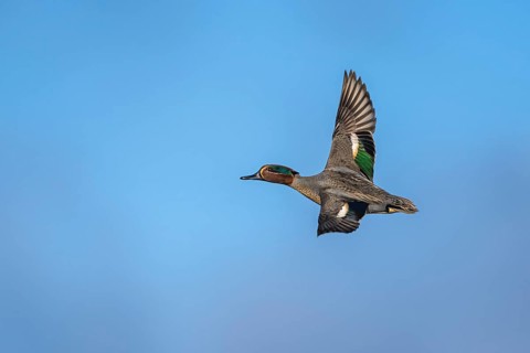 Eurasian Teal, Anas crecca, male in flight on blue sky