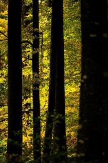 Autumnal beeches (Fagus) in detail, Mindelheim, Swabia, Bavaria, Germany, Europe