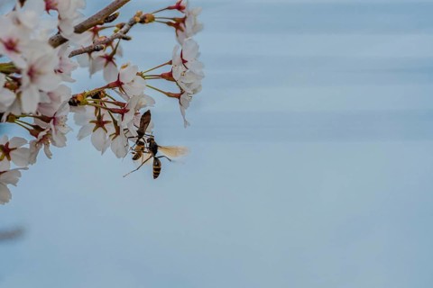 Beetle, wasp and bee all trying to occupy delicate cherry blossom flower at the same time