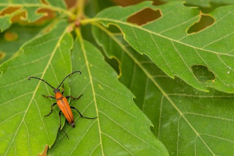 Closeup of brown beetle with long antenna on crawling on an oak leaf