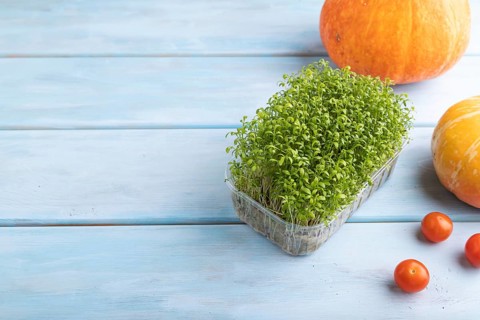 Microgreen sprouts of watercress with pumpkin on blue wooden background. Side view, copy space