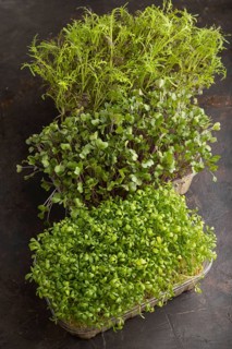 Set of boxes with microgreen sprouts of watercress, mizuna and kohlrabi cabbage on black concrete