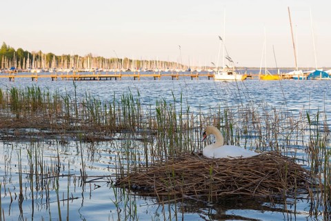 A mute swan (Cygnus olor) sits on a nest of reeds, reed cane (Phragmites australis) in a reed belt,