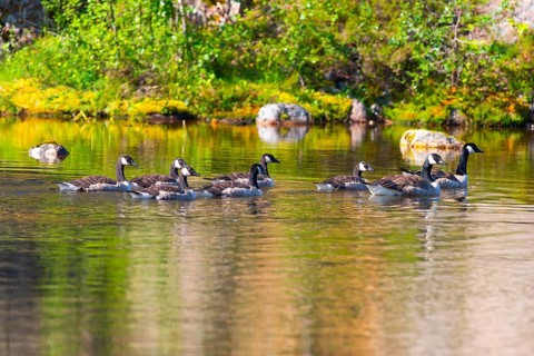 Canada goose (Branta canadensis), nature photograph, Edland, Vestfold, Norway, Europe