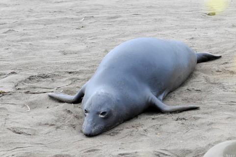 California sea lions, Adult and subadult male California sea lion (Zalophus californianus),