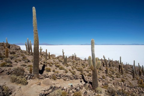 Salar de Uyuni Isla Incahuasi