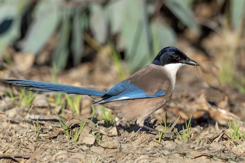 Blue magpie