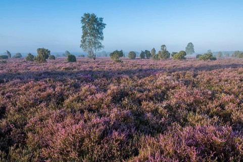 Heathland, flowering common heather (Calluna vulgaris) and birch (Betula), blue sky, Lueneburg