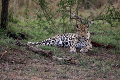 Leopard (Panthera pardus), adult, observed, alert, lying, on ground, Sabi Sand Game Reserve, Kruger