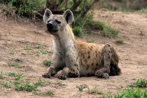 Spotted hyena (Crocuta crocuta), adult, sitting, observed, alert, Sabi Sand Game Reserve, Kruger