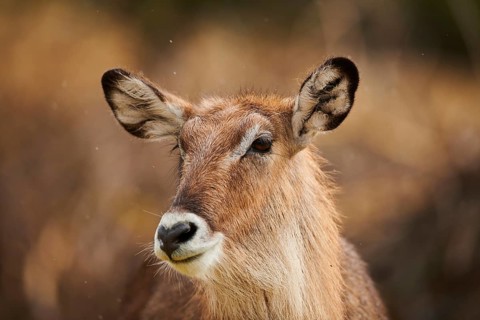 Waterbuck (Kobus defassa), portrait, captive, distribution Africa