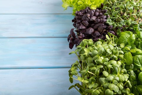 Set of boxes with microgreen sprouts of purple and green basil, sunflower, radish, sorrel, pea,