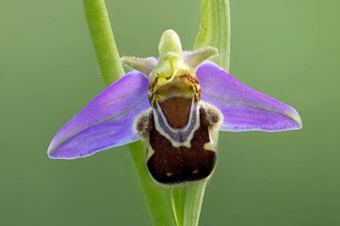 Bee orchid