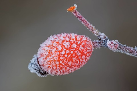 A rose hip is covered with hoarfrost crystals