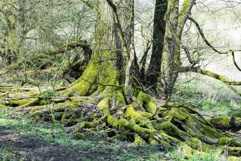 Underwashed rootstocks of trees, board roots of a european white elm (Ulmus laevis), bright green