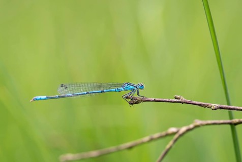 Azure damselfly (Coenagrion puella), mature male sitting on a dry branch, blurred green background,
