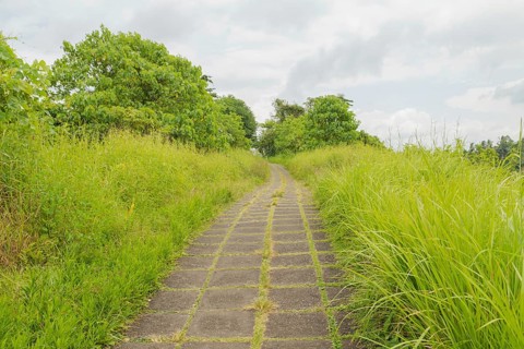 Campuhan ridge walk, Bali, Indonesia, track on the hill with grass, large trees, jungle and rice