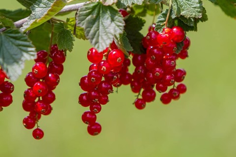 Redcurrants (Ribes rubrum), redcurrant bush, Palatinate, Rhineland-Palatinate, Germany, Europe