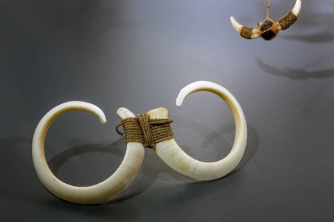South Sea jewellery, wild boar tusker, South Sea collection, Obergünzburg, Allgäu, Bavaria,