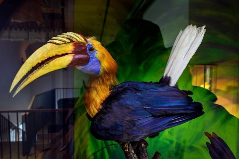 Hornbill (Bucerotidae), South Sea Collection, Obergünzburg, Allgäu, Bavaria, Germany, Europe