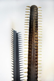 Rostrum of sawfish, South Sea Collection, Obergünzburg, Allgäu, Bavaria, Germany, Europe