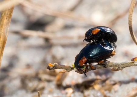 Leaf beetle species (Chrysomela collaris) on a branch of creeping willow (Salix repens), mating,