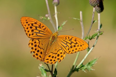 Silver-washed fritillary (Argynnis paphia), Gahlen, North Rhine-Westphalia, Germany, Europe