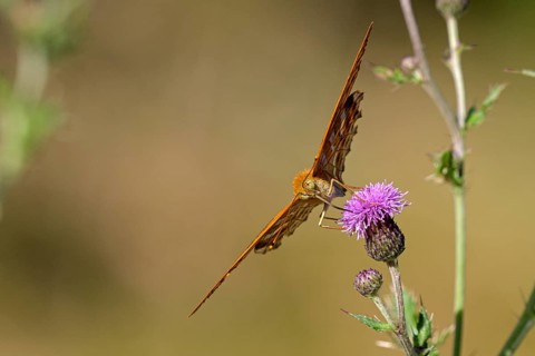 Silver-washed fritillary (Argynnis paphia), foraging on a thistle, Gahlen, North Rhine-Westphalia,
