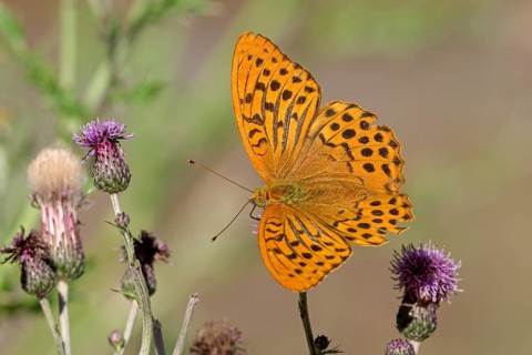 Silver-washed fritillary (Argynnis paphia), Gahlen, North Rhine-Westphalia, Germany, Europe
