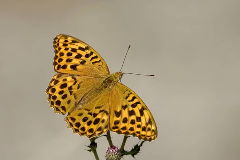 Silver-washed fritillary (Argynnis paphia), Gahlen, North Rhine-Westphalia, Germany, Europe