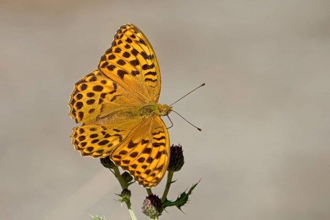 Silver-washed fritillary (Argynnis paphia), Gahlen, North Rhine-Westphalia, Germany, Europe