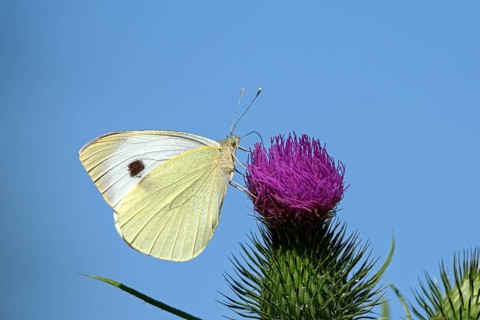 Large cabbage white butterfly (Pieris brassica), foraging, on a thistle, against blue sky, Gahlen,