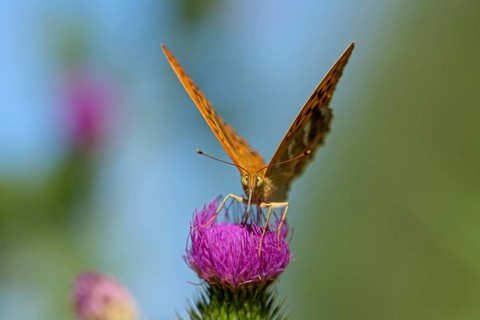 Silver-washed fritillary (Argynnis paphia), foraging on a thistle, Gahlen, North Rhine-Westphalia,