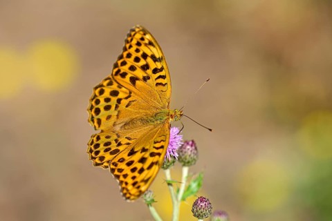 Silver-washed fritillary (Argynnis paphia), foraging on a thistle, Gahlen, North Rhine-Westphalia,