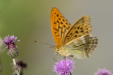 Silver-washed fritillary (Argynnis paphia), foraging on a thistle, Gahlen, North Rhine-Westphalia,