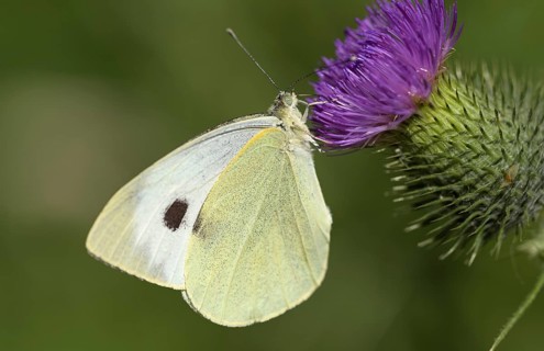 Large cabbage white butterfly (Pieris brassica), foraging on a thistle, Gahlen, North