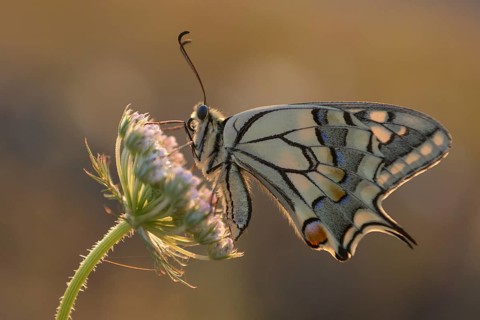 Swallowtail (Papilio machaon), at the roost, shortly after sunrise, backlit, Bottrop, Ruhr area,