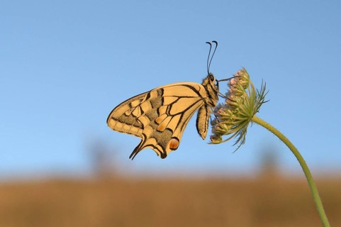 Swallowtail (Papilio machaon), at roost, shortly after sunrise, against blue sky, Bottrop, Ruhr