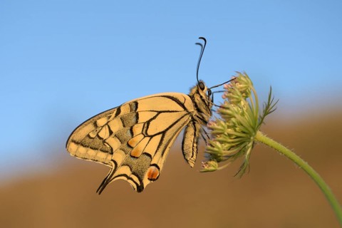Swallowtail (Papilio machaon), at roost, shortly after sunrise, against blue sky, Bottrop, Ruhr