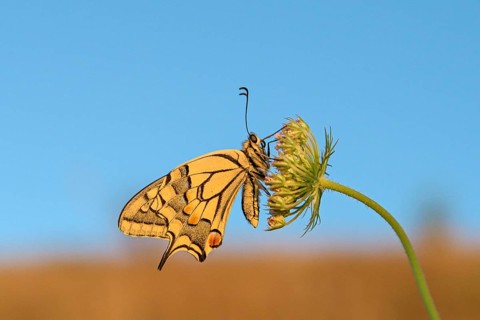 Swallowtail (Papilio machaon), at roost, shortly after sunrise, against blue sky, Bottrop, Ruhr