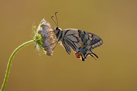 Swallowtail (Papilio machaon), at the roost, shortly after sunrise, backlit, Bottrop, Ruhr area,
