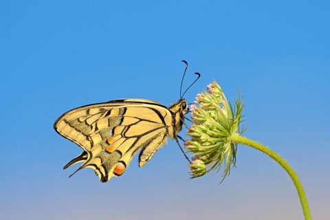 Swallowtail (Papilio machaon), at roost, shortly after sunrise, against blue sky, Bottrop, Ruhr