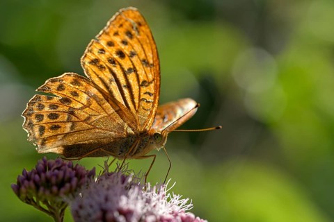 Silver-washed fritillary (Argynnis paphia), foraging, backlit, Gahlen, North Rhine-Westphalia,