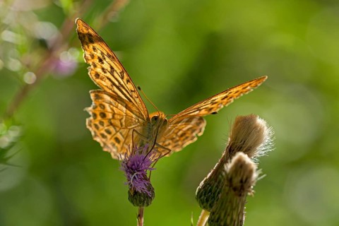 Silver-washed fritillary (Argynnis paphia), foraging, backlit, Gahlen, North Rhine-Westphalia,