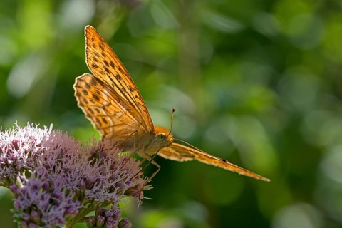 Silver-washed fritillary (Argynnis paphia), foraging, backlit, Gahlen, North Rhine-Westphalia,
