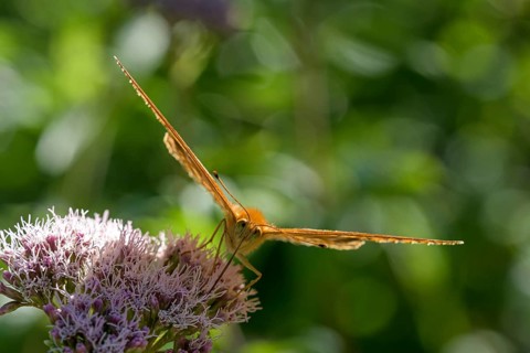 Silver-washed fritillary (Argynnis paphia), foraging, backlit, Gahlen, North Rhine-Westphalia,